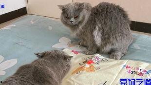 51吃瓜今日吃瓜胖猫,胖猫成今日焦点，趣味吃瓜事件盘点